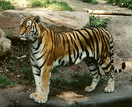 440px-Panthera_tigris_altaica_female_crop